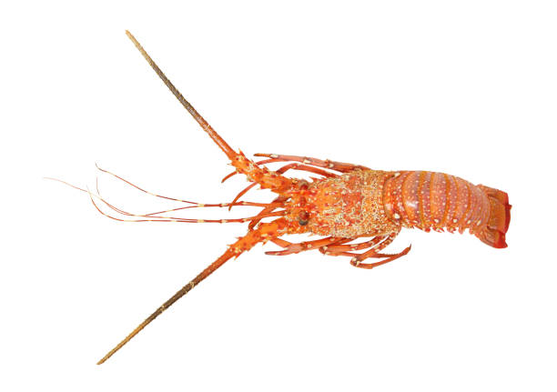 Whole Cooked Rock Lobsters